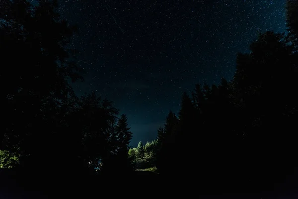 木々の近くに輝く星を持つ青い夜空 — ストック写真