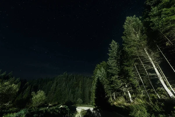 Visão Baixo Ângulo Árvores Verdes Contra Céu Noturno Com Estrelas — Fotografia de Stock