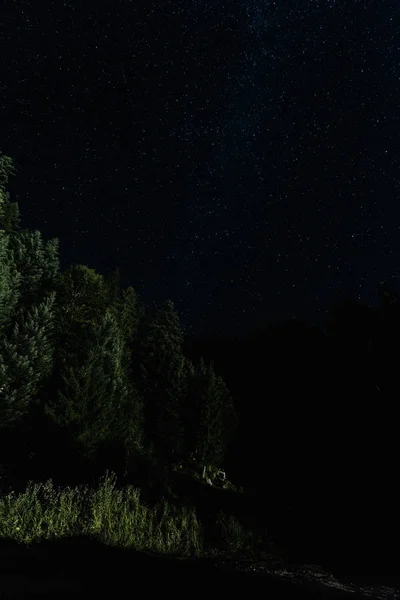 Tiefansicht Von Bäumen Gegen Nachthimmel Mit Sternen — Stockfoto