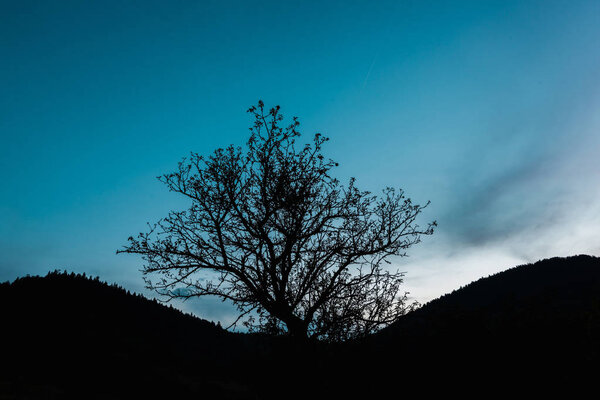 tree with twigs on hill against blue sky 