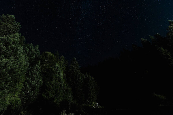 low angle view of tress near stars shine at night 