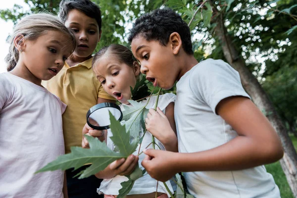 Conmocionados Niños Multiculturales Mirando Hojas Verdes Aunque Lupa — Foto de Stock