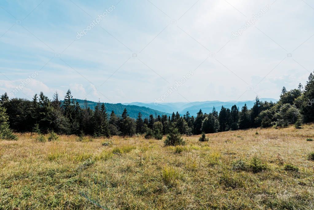 pine trees in golden field in mountain valley 