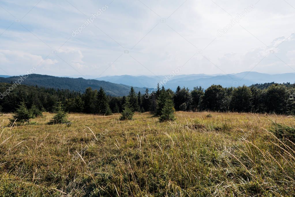 golden lawn in mountains with green trees against sky
