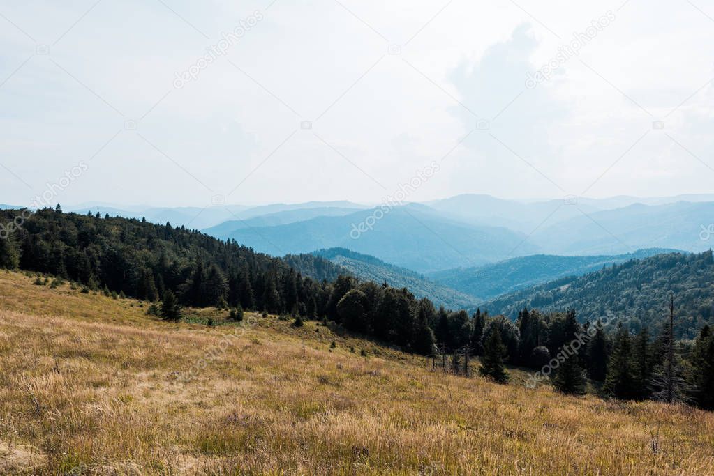golden meadow in mountains with green trees against sky
