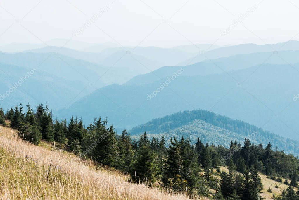  fir trees in mountains on golden lawn against sky