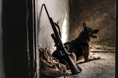Alman çoban köpeğinin seçici odak noktası terk edilmiş bir binada silahların yanında, kıyamet sonrası konsepti.