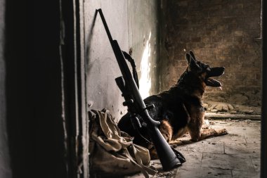 selective focus of  german shepherd dog sitting on floor near gun in abandoned building, post apocalyptic concept clipart