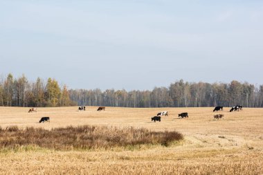 herd of cows standing in field against blue sky  clipart