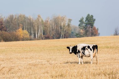 Mavi gökyüzüne karşı otlakta duran siyah ve beyaz inek 