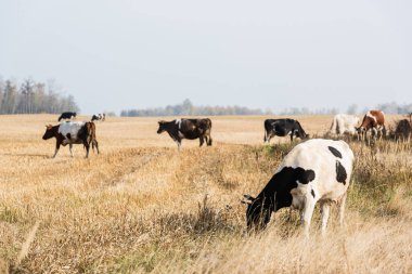 Otlakta duran inek ve boğa sürülerinin seçici odağı 