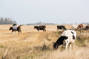 selective focus of herd of cows and bulls standing in pasture  clipart