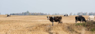 panoramic concept of herd of cows and bulls standing in pasture  clipart