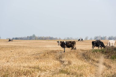Otlakta duran boğa ve ineklerin seçici odak noktası 