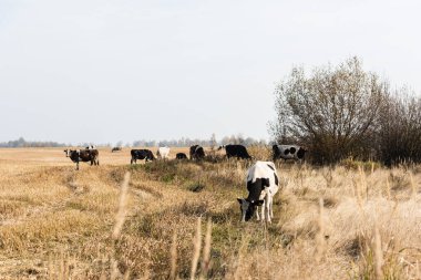 Tarlada duran boğa ve ineklerin seçici odak noktası 
