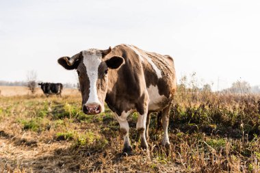 selective focus of cow looking at camera while standing in field  clipart