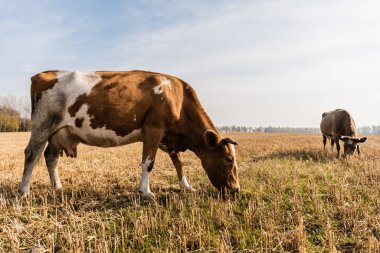 bulls standing on field and eating grass against cloudy sky  clipart