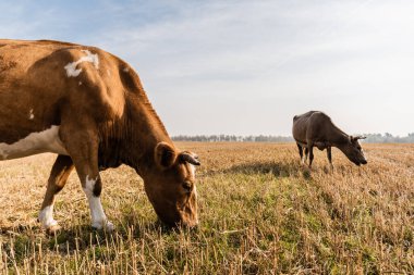 Bulutlu gökyüzüne karşı çimlerde duran ve ot yiyen boğalar 