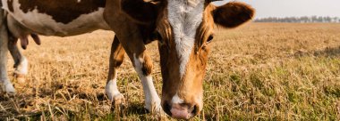 horizontal concept of bull with horns standing on field  clipart