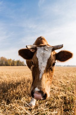 bull with horns standing on field against blue sky clipart