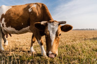 Mavi gökyüzüne karşı duran boynuzlu boğaların seçici odağı