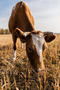 bull with horns standing on field against cloudy sky clipart