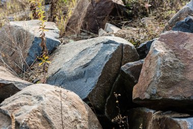 selective focus of rocks near plants on ground  clipart