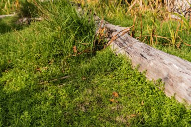 sunlight on wooden log near green grass  clipart