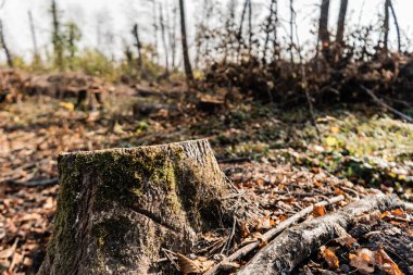 selective focus of dry leaves near tree stump in woods  clipart