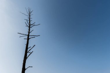 Mavi gökyüzüne karşı kara ağacın dallarının alçak açılı görüntüsü 