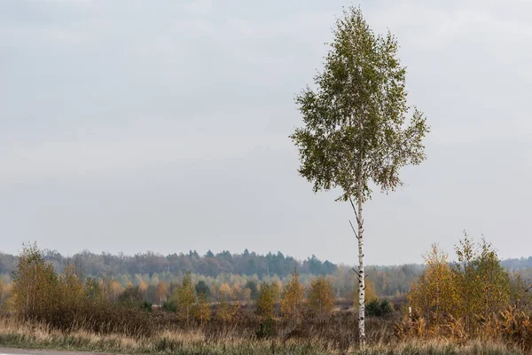 green birch with fresh leaves near tranquil forest 