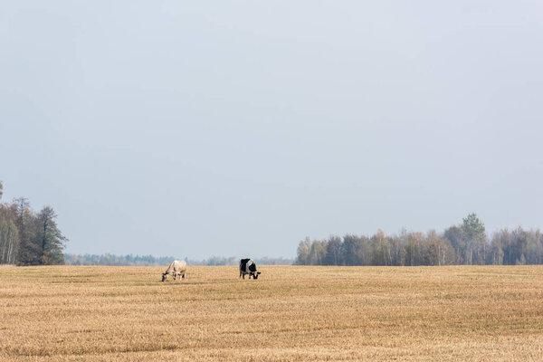 cows standing in field against blue sky 
