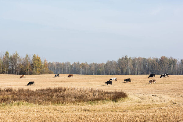 herd of cows standing in field against blue sky 