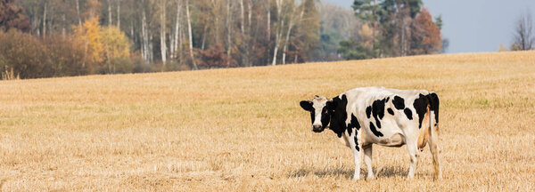 panoramic crop of black and white cow standing in field