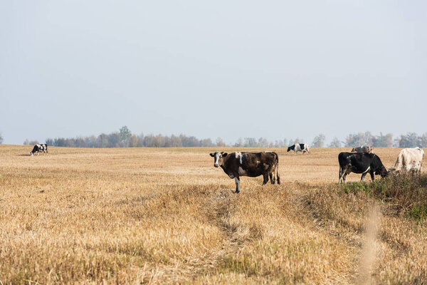 selective focus of herd of bulls and cows standing in pasture 