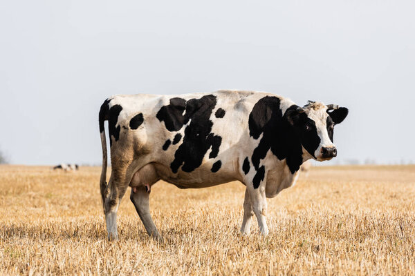 black and white cow standing in golden field and looking at camera