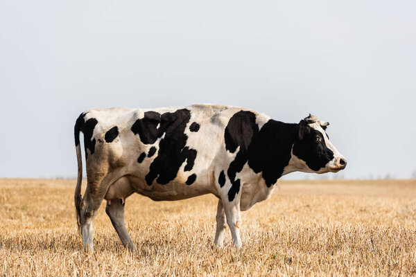 black and white cow standing in golden field 