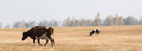 horizontal image of cows walking in field against grey sky 