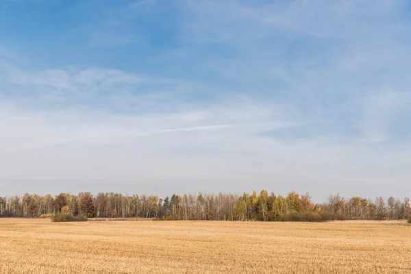 Gouden Weide Bij Groene Bomen Tegen Blauwe Lucht Met Wolken — Stockfoto