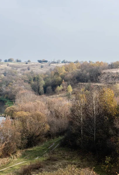 Arbres Verts Dans Forêt Près Chemin Contre Ciel Bleu — Photo