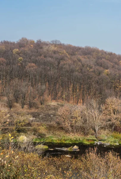 Пруд Водой Возле Деревьев Лесу Против Голубого Неба — стоковое фото
