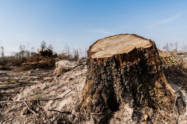 sunshine on tree stump near sticks on ground 