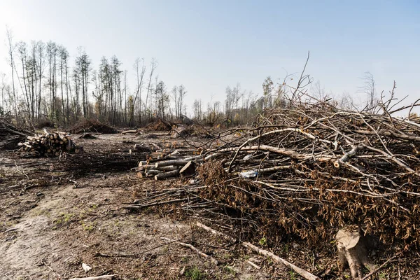 Słońce Suchych Patykach Pobliżu Drzew Lesie — Zdjęcie stockowe