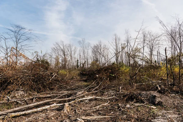 Sol Torra Pinnar Nära Träd Skogen Mot Blå Himmel — Stockfoto