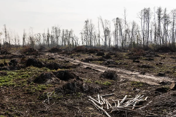 dry sticks on ground near path against cloudy sky 