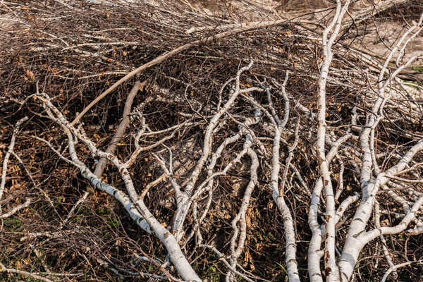 sunlight on sticks and branches of tree on ground
