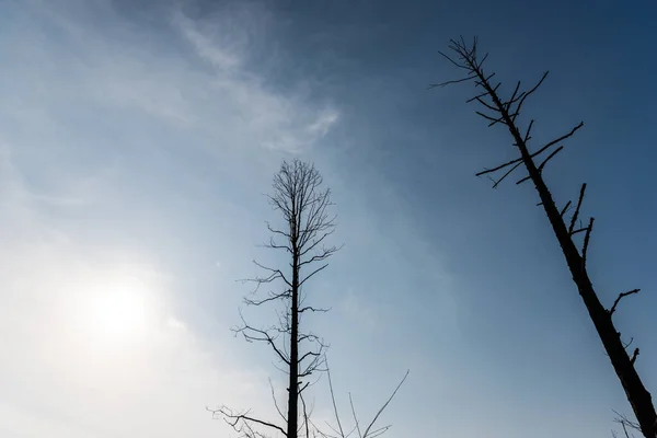 low angle view of branches on trees against blue sky and sun