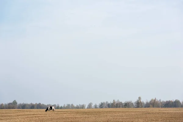 Black and white cow standing in field against blue sky — Stock Image Black White Cow Standing Field Blue Sky Stock Image