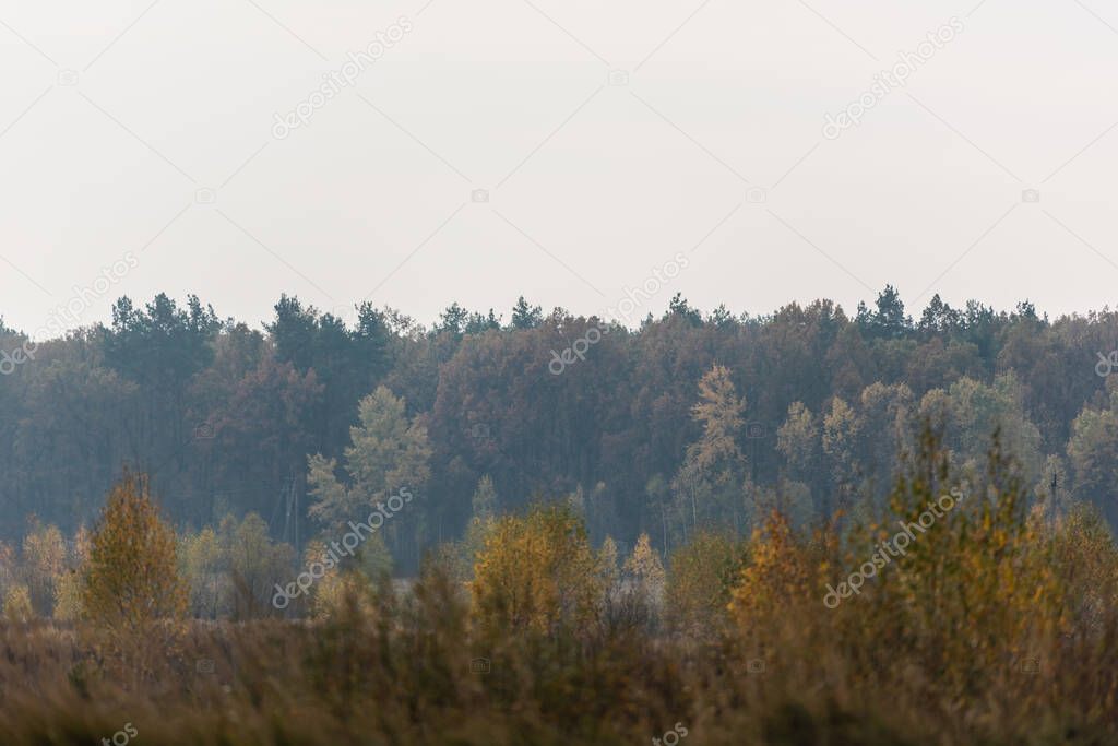 green trees in forest against grey sky 
