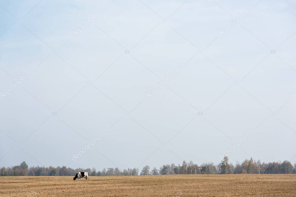 black and white cow standing in field against blue sky 